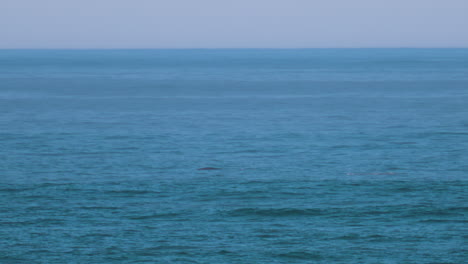 Big-Sur-Wildlife---Grey-Whales-Migrating-South-off-shore