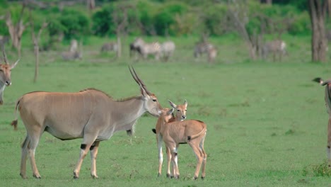 Elenantilopen-Mit-Kälbern-Auf-Den-Ebenen-Der-Masai-Mara-In-Kenia,-Ostafrika