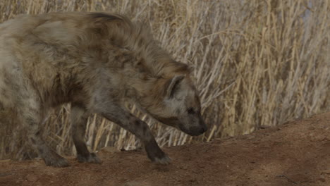 Slow-motion-african-hyena-walking-along
