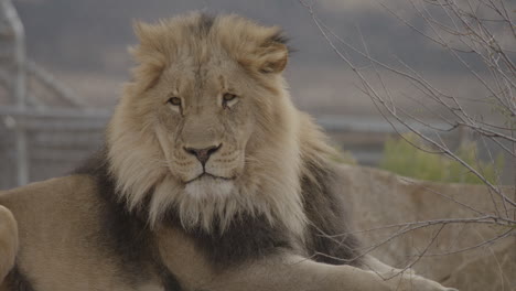 Move-from-lion-mouth-to-eyes-extreme-close-up