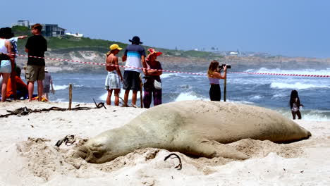 Beach-visitors-move-around-cordoned-off-area-where-Southern-Elephant-Seal-rests