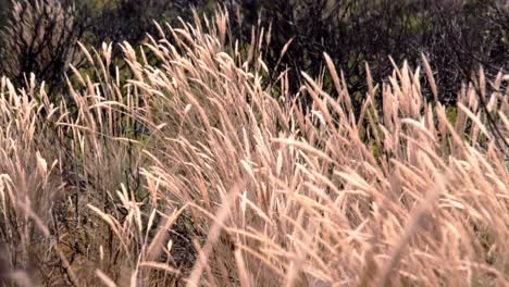 Dry-grass-growing-on-a-field-and-blowing-in-the-wind