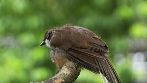 Close-up-shot-of-a-wild-white-throated-laughingthrush,-pterorhinus-albogularis-spotted-perching-on-tree-branch-with-its-plumage-puff-up,-the-bird-with-serious-feathers-loss-in-neck-area