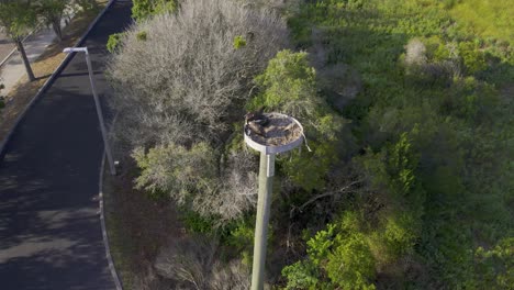 Osprey-nest-atop-high-pole-in-civilized-grassland-park-area