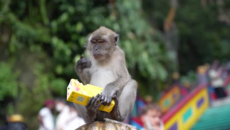 Mono-Juguetón-Roba-Jugo-Y-Bebe-De-él---Batu-Caves-Kuala-Lumpur