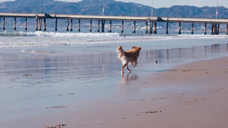 Perro-Golden-Retriever-Corriendo-Y-Atrapando-La-Pelota-En-La-Playa,-Cámara-Lenta