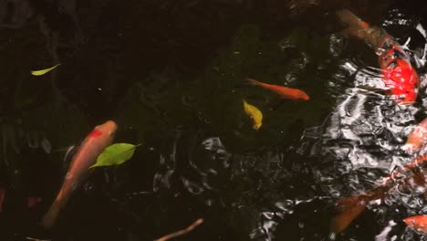 Decorative-koi-fish-swimming-in-pond,-static-view