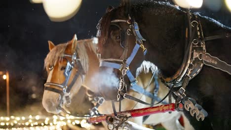 Draft-Horses-With-Harnesses-on-Cold-WInter-Night,-Slow-Motion-of-Animal's-Breath-Vapor,-Close-Up