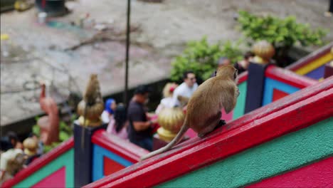 Mono-Macaco-Disfrutando-De-Un-Regalo-Con-Los-Visitantes-Al-Fondo