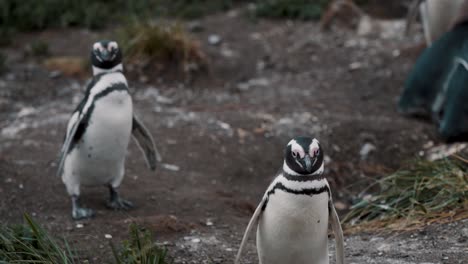 Magellan-Pinguin-Läuft-Auf-Der-Isla-Hammer,-Feuerland,-Argentinien-Herum-–-Aus-Nächster-Nähe