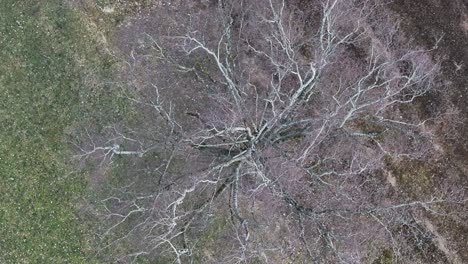 Aerial-top-down-view-of-a-bare-tree-in-Wessen,-Switzerland