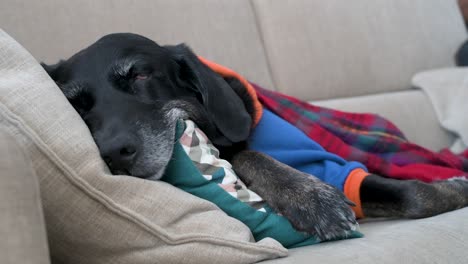 Ein-Müder-älterer-Labrador,-Eingehüllt-In-Eine-Rote-Decke,-Während-Er-An-Einem-Kalten-Wintertag-Auf-Einer-Couch-Schläft