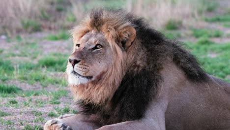 Nahaufnahme-Eines-Männlichen-Löwen,-Der-Auf-Einer-Wildbeobachtungsfahrt-In-Afrika-Ruht