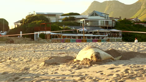Buffel-the-famous-Southern-Elephant-Seal-making-itself-at-home-on-Onrus-beach
