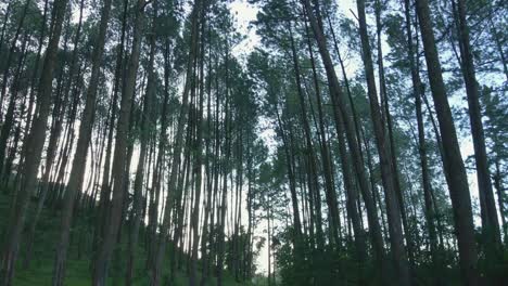 Backward-shot-of-pine-trees-in-the-forest
