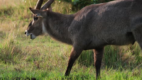 Grazing-Male-Waterbuck-With-Large-Antelope-In-The-Savannah-Of-Africa