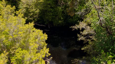 Immersive-tracking-flyover-of-a-red-river-in-the-middle-of-an-untouched-forest-on-a-sunny-day