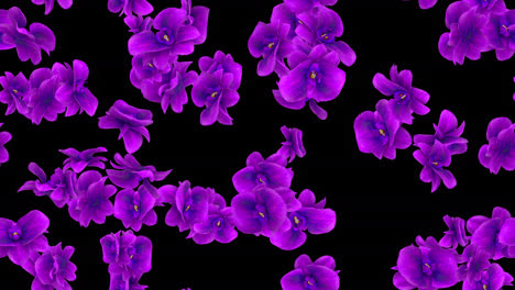 Flor,-Orquídeas,-Azulejo-Lazo-Púrpura,-Remolino,-Con,-Alfa