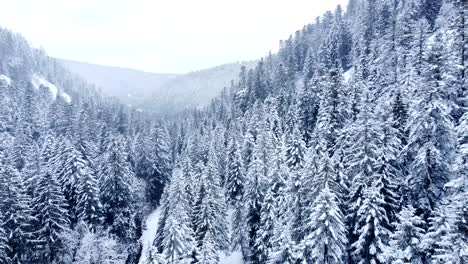 Luftaufnahme-Einer-Winterlandschaft-Mit-Schneebedeckten-Immergrünen-Bäumen-In-Den-Bergen