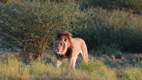 Männlicher-Löwe-Läuft-Im-Gras-In-Der-Afrikanischen-Savanne---Kamerafahrt