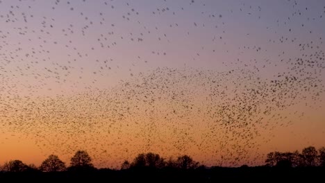 Am-Himmel-Bilden-Sich-Erstaunliche-Murmelformen-Eines-Schwarms-Stare,-Die-Synchron-Fliegen,-Sich-Drehen-Und-Im-Gleichklang-Vor-Dem-Wunderschönen-Sonnenuntergangshimmel-In-Somerset-Im-Westen-Englands-Wenden.