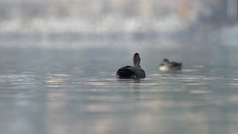 Two-gadwalls-swimming-around-on-a-lake-in-the-morning-sunshine