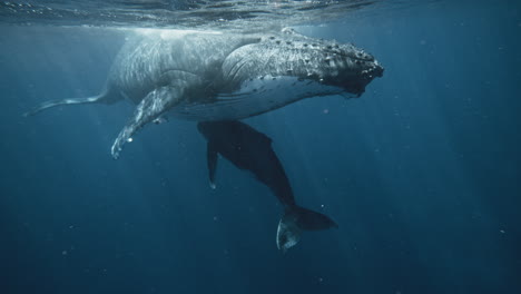 Nursing-Mother-Humpback-Whale-Feeds-Baby-Calf-By-Shooting-Fatty-Milk-Out-Of-Her-Mammary-Glands