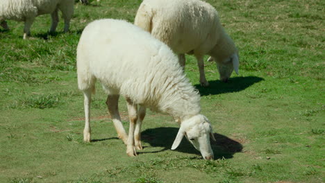 Sarda-Schafe-Grasen-Auf-Einem-Feld-In-Italien-Auf-Grünem-Gras