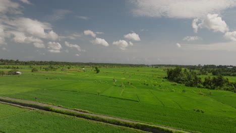 Bali-rice-fields-sway-in-wind,-creating-mesmerising-dance-of-lush-greenery