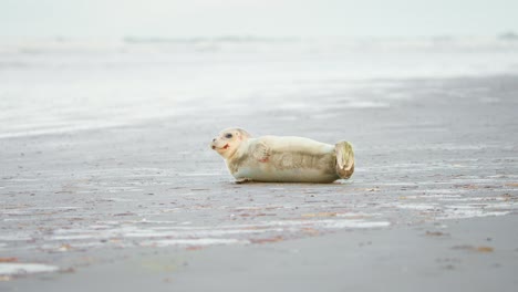Baby-harbor-seal-resting-on-gray-sand-beach-after-eating,-panting