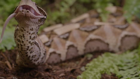 Neigen-Sie-Sich-Zu-Einer-Gabunviper,-Die-Ein-Nagetier-Frisst