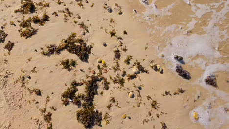 Eine-Nahaufnahme-Eines-Sandstrandes-In-Cádiz-Mit-Seegras-Am-Ufer-Und-Meeresschaum-Von-Den-Nahe-Gelegenen-Wellen,-Was-Auf-Die-Natürliche-Und-Dynamische-Umgebung-Der-Küste-Hinweist