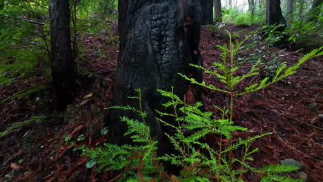 Charred-remains-of-redwood-tree-trunk-after-old-forest-fire-in-Muir-Woods-National-Monument,-California