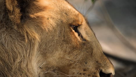 Vista-Lateral-De-Cerca-De-Un-León-Macho-En-Estado-Salvaje