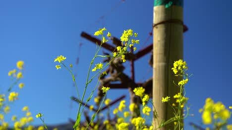 Leuchtend-Gelbe-Senfblüte,-Die-Im-Wind-In-Der-Nähe-Eines-Weinbergstapels-Mit-Blauem-Himmel-Hüpft