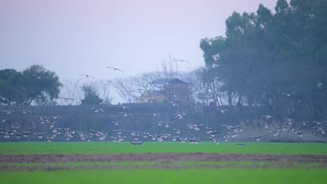 Bandada-De-Gansos-Grises-Aterrizando-En-El-Campo-De-Trigo