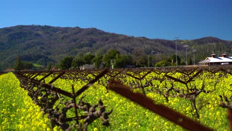 Spitzen-Der-Weinbergstapel-Und-Gelbe-Senfblüten-Wehen-Im-Wind-Im-Napa-Valley-In-Kalifornien
