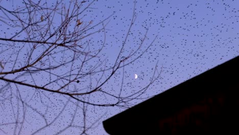 Watching-huge-flock-of-millions-of-starling-birds-overhead-flying-home-to-roost-in-Somerset,-West-Country,-England