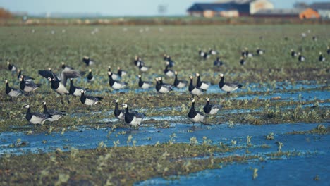 Una-Bandada-De-Gansos-Salvajes-Migratorios-Despega-Y-Se-Aleja-Volando-De-La-Pradera-Inundada