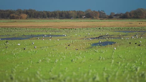 A-flock-of-birds-on-the-flooded-meadow