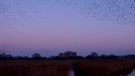 Massive-flock-of-starling-birds-performing-amazing-murmuration-of-shapes-in-the-sky-during-beautiful-purple-sunset-in-Somerset,-West-Country-of-England-UK