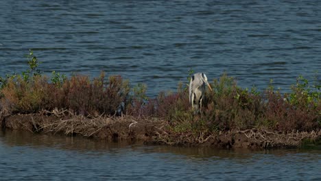 Intensely-looking-down-to-catch-its-prey,-Grey-Heron-Ardea-cinerea,-Thailand