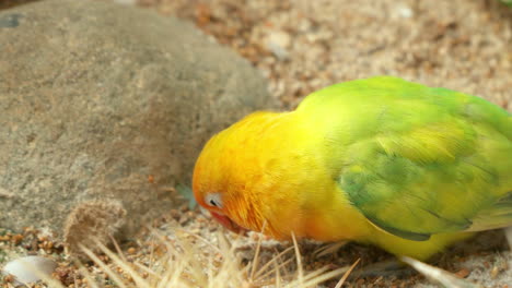 El-Inseparable-Lutino-Fischer-Con-Plumaje-Amarillo-Anaranjado-Busca-Semillas-En-El-Suelo-En-Estado-Salvaje