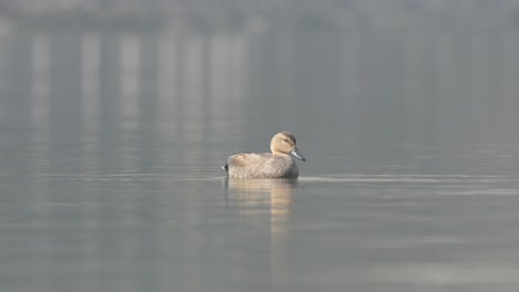 Un-Gadwall-Flotando-En-Un-Lago-Bajo-El-Sol-De-La-Mañana