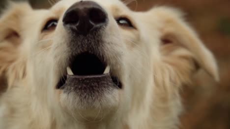 Close-Up-of-Golden-Dog-Barking---Slow-Motion