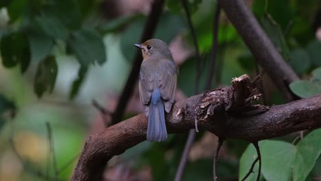 Looking-to-the-left-as-seen-from-its-back,-Indochinese-Blue-Flycatcher-Cyornis-sumatrensis-Female,-Thailand