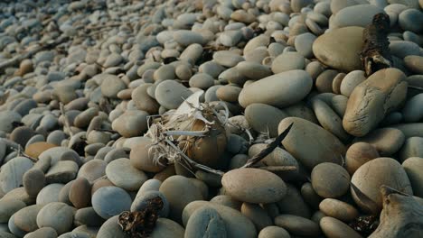 Möwe-Bleibt-Zwischen-Glatten-Steinen-In-Der-Nähe-Der-Strandküste