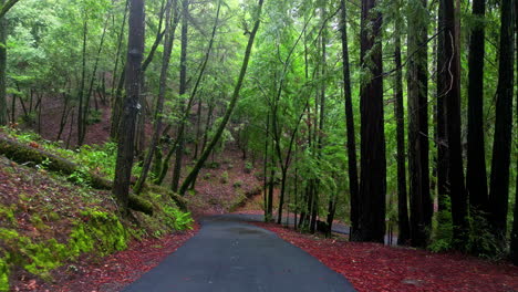 Backcountry-road-winding-through-California's-rural-forests