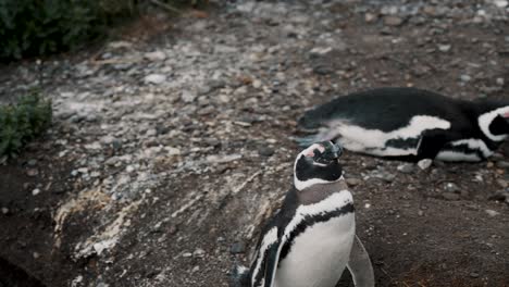 Pingüinos-De-Magallanes-De-Pie-Y-Descansando-En-La-Isla-Martillo-En-Tierra-Del-Fuego,-Argentina