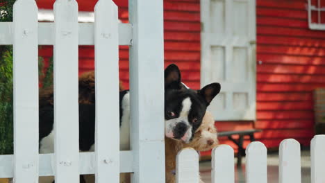 Bulldog-Francés-Toma-El-Deporte-De-Los-Perros-Caniches-De-Juguete-Junto-A-Una-Valla-De-Madera-Blanca-En-Un-Patio-Fuera-De-La-Casa-Roja